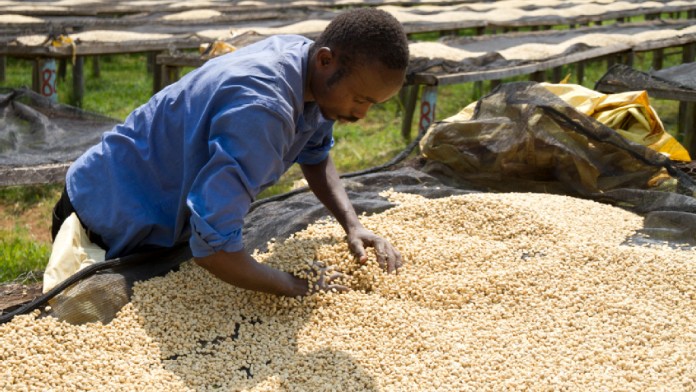 coffee cooperative employee 