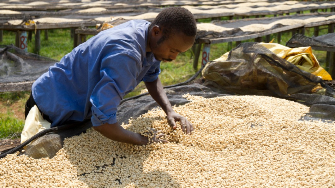 a men rotates the coffee beans by hand 