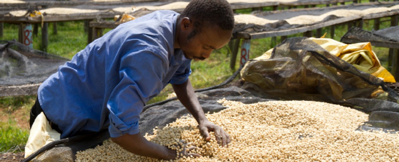 a men rotates the coffee beans by hand 