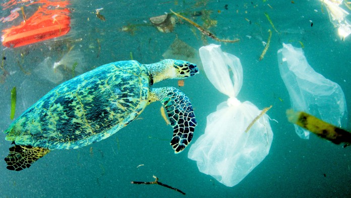 Schildkröte schwimmt im Meer umgeben von Plastikmüll 