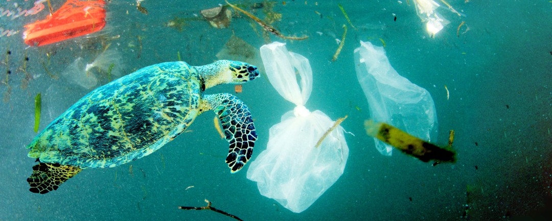 Schildkröte im Meer umgeben von Plastik 