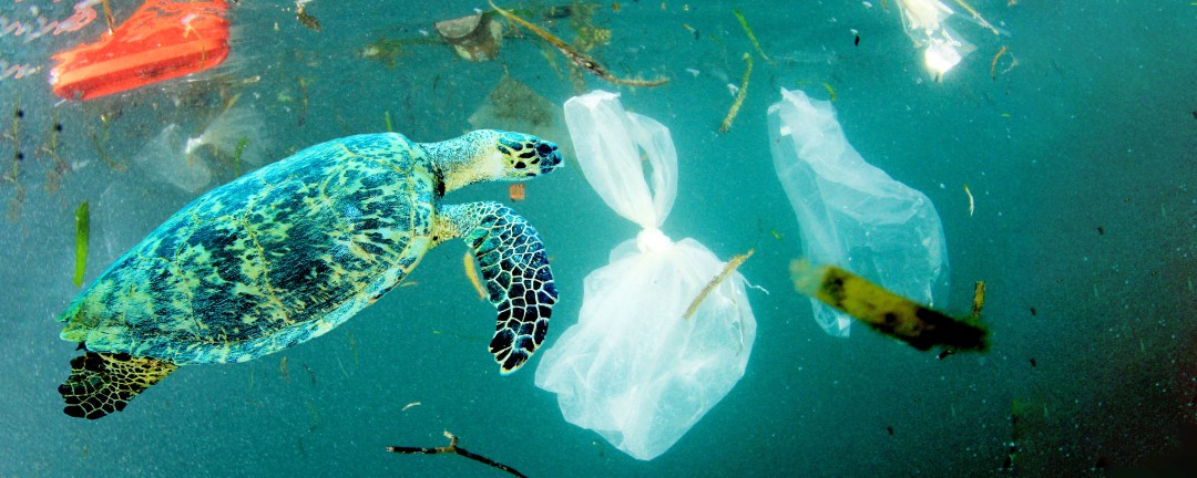 Turtle in the ocean with a lot of waste