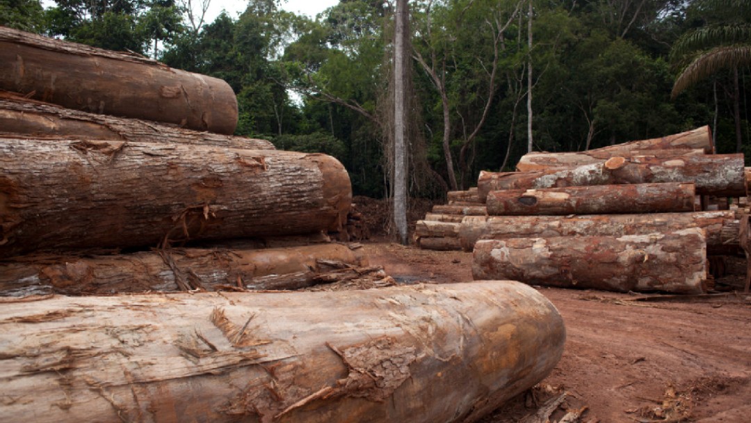 Zertifiziertes Tropenholz aus einem Nationalpark