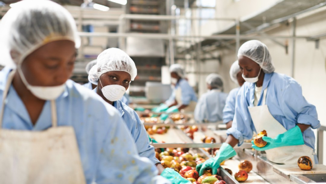 Mehrere Mitarbeiter einer Fruchtsaftproduktion bei der Apfelauslese