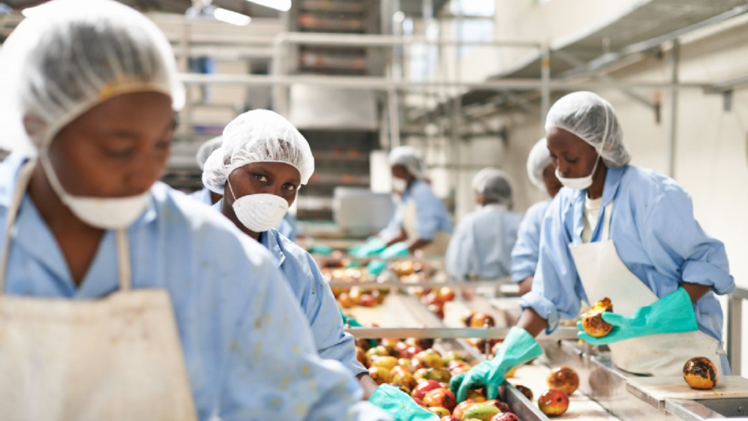 Several employees of a fruit juice production at apple picking