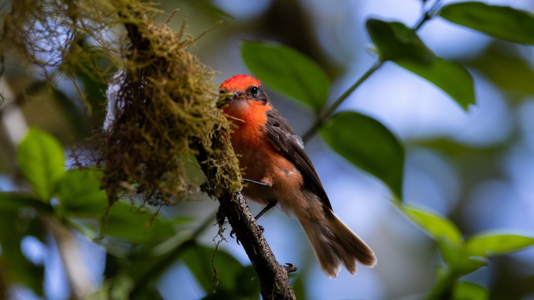 Pajaro Brujo auf Santa Cruz, Galapagos