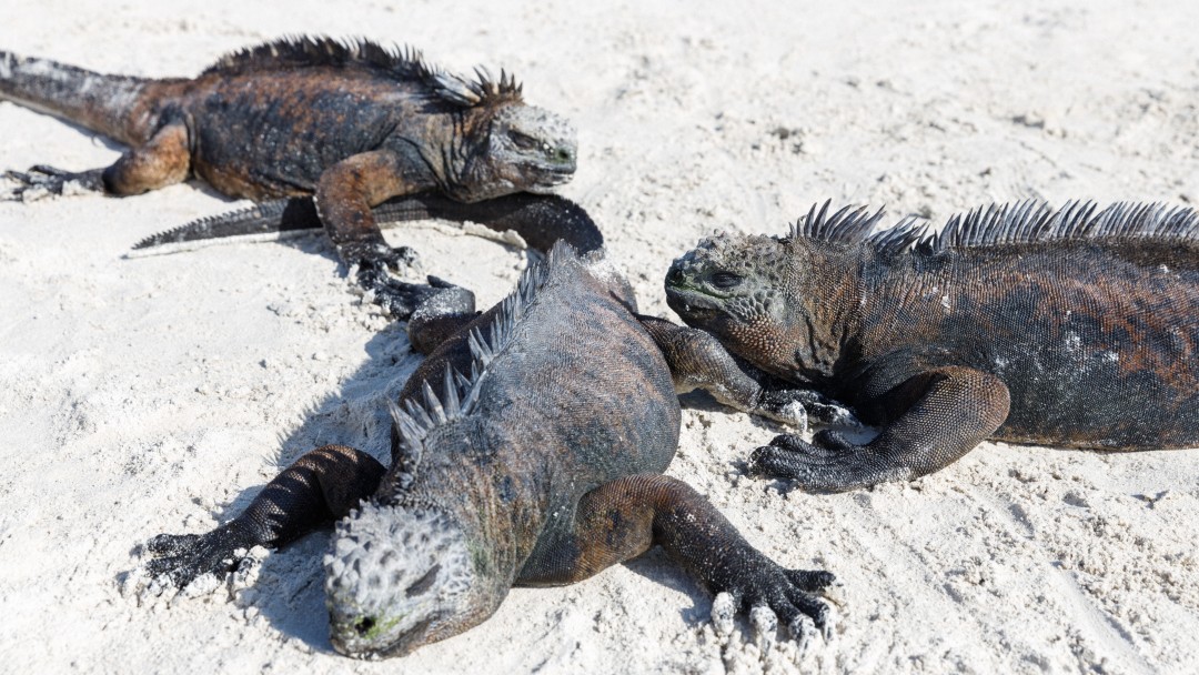 Leguane in der Tortuga Bay, Santa Cruz, Galapagos