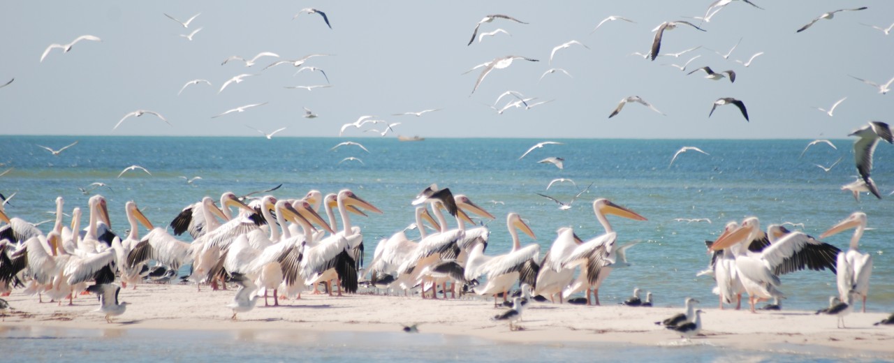 Schwarm Pelikane und Möwen am Strand