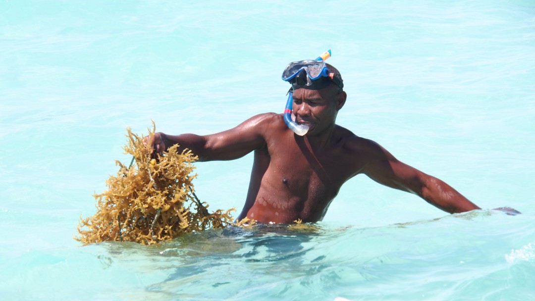 Algae farmer in Madagascar during harvest