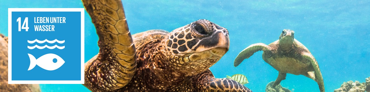 Wasserschlidrköten schwimmen im Meer, daneben: SDG 14-Icon: Leben unter Wasser