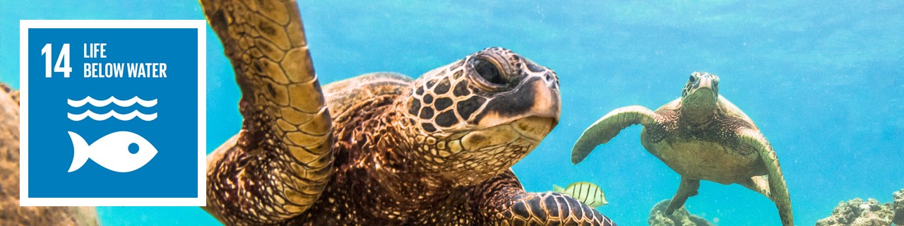 Turtles swimming in the ocean, next to it: SDG 14 Icon: Life below water