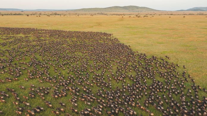 A large herd of wild animals run across a barren meadow