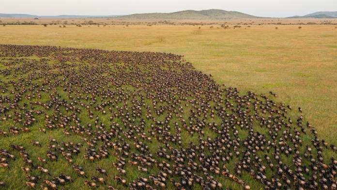 Eine große Wildtierherde rennt über eine karge Wiese