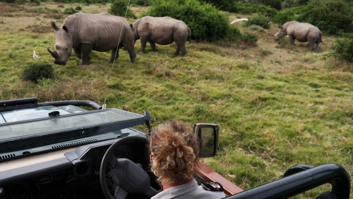 Blick aus einem Safari-Jeep auf drei Nashörner
