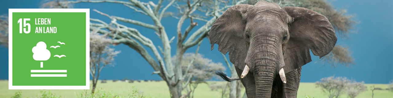 Ein Elefant steht vor einem Baum, links im Bild das Logo von SDG 15