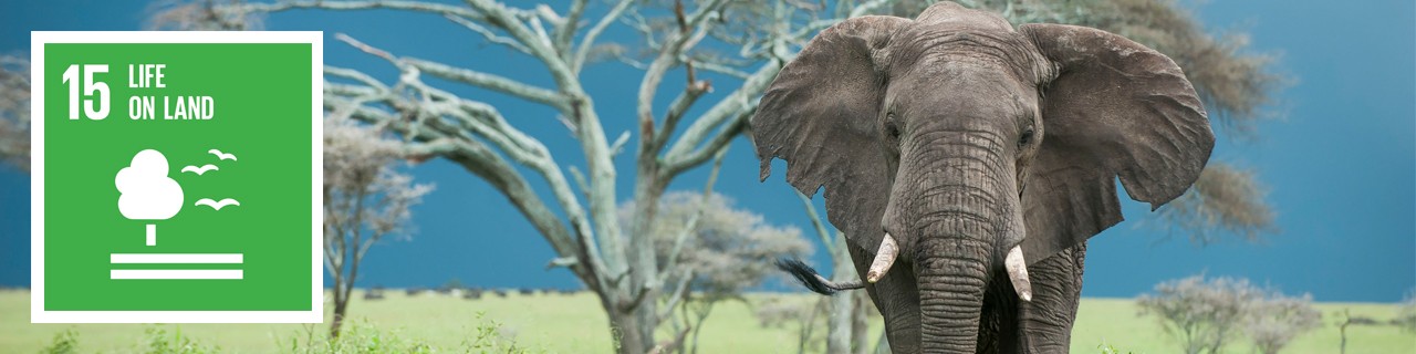 An elephant is standing in front of the tree. On the left handside is the icon of SDG 15.