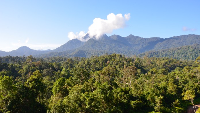 Wald in Indonesien