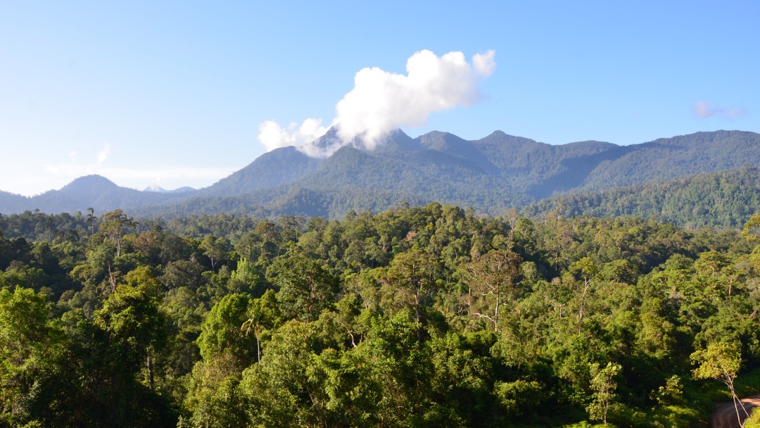 natural rainforest