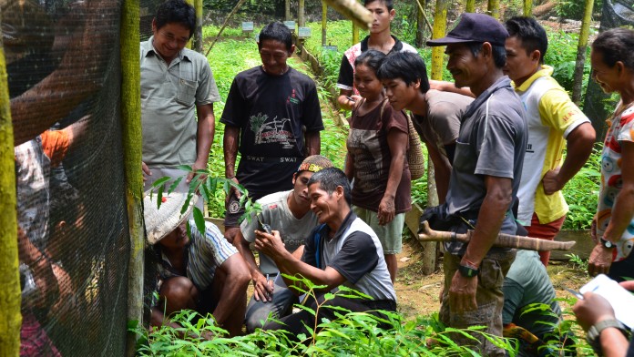 Indonesian people cultivating and planting seedlings