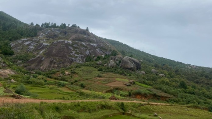 Natural rainforest