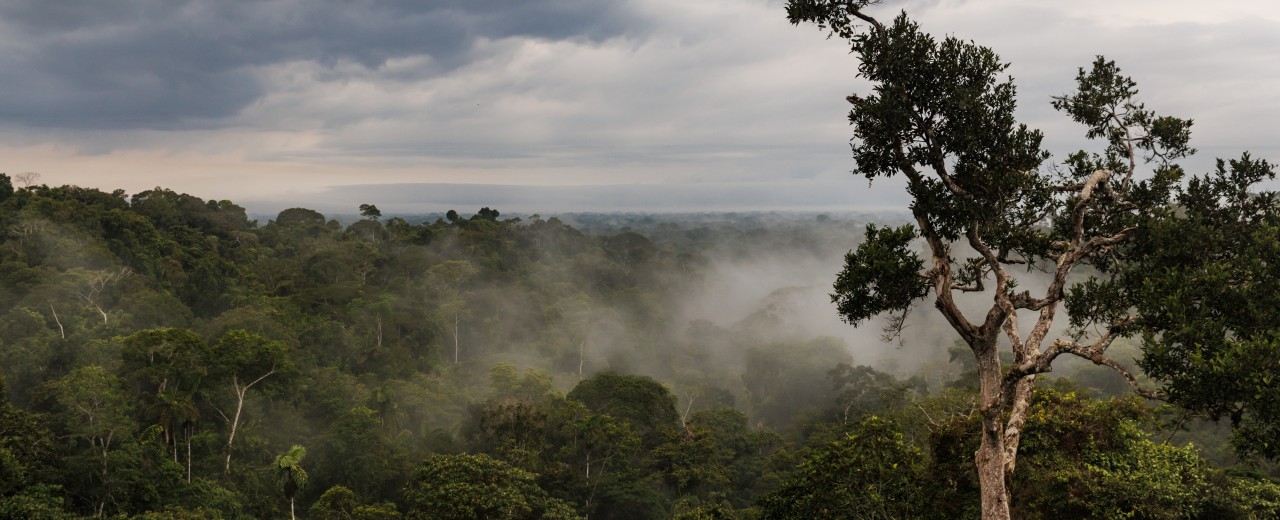 Baum im Fokus, im Hintergrund Wald in Ecuador.