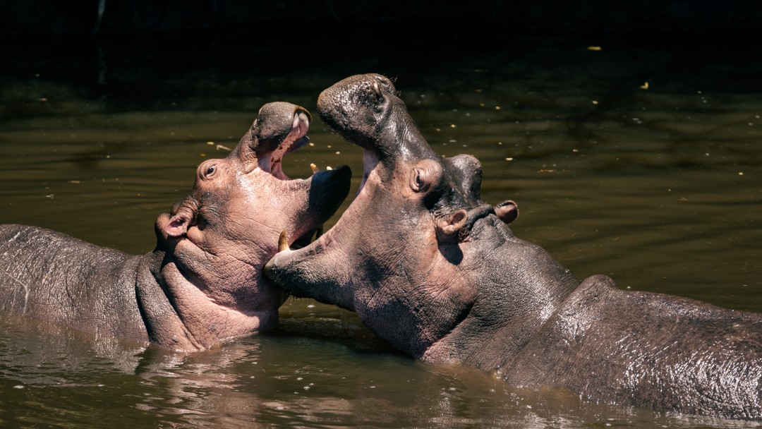 Hippos are playing in the water.