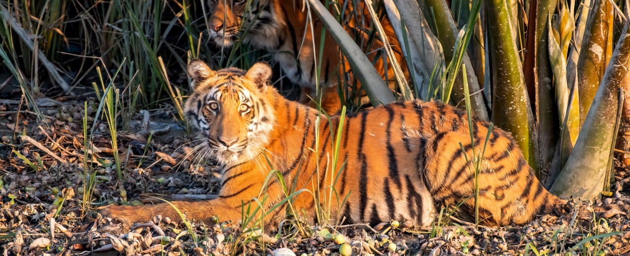 A tiger is lying on the floor.