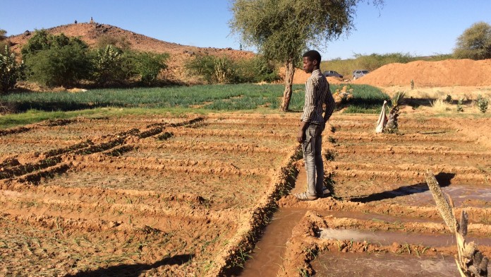 Irrigation plots in the Agadez region