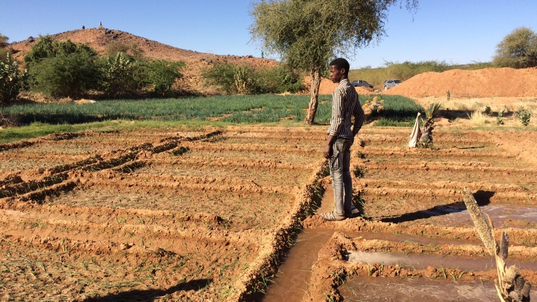 Bewässerungsparzellen in der Region Agadez