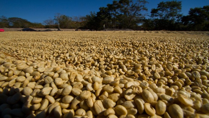 Coffeebeans drying in the sun