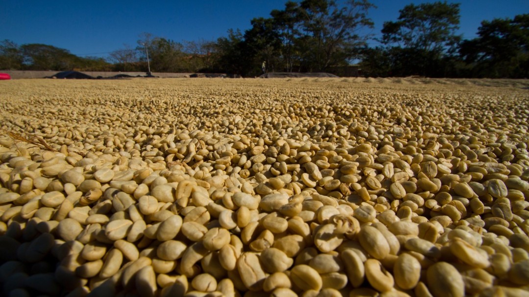 Kaffeebohnen trocknen in der Sonne auf einer Kaffeefarm in Nicaragua