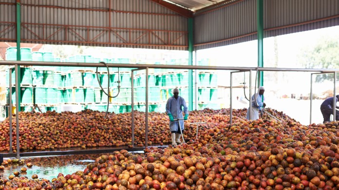 Workers in hall with fruit