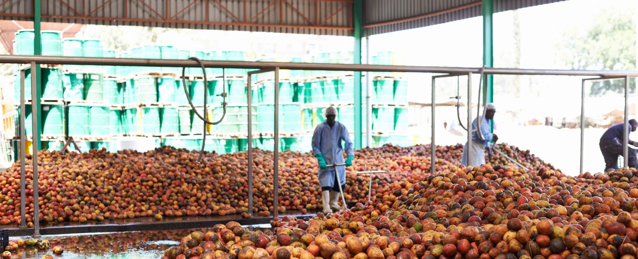 Workers in a large hall filled with fruit