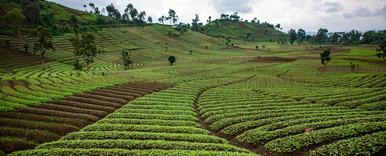 Hilly countryside with farmland