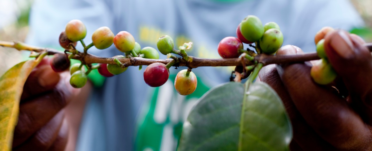 Hands holding a sprig of coffee beans