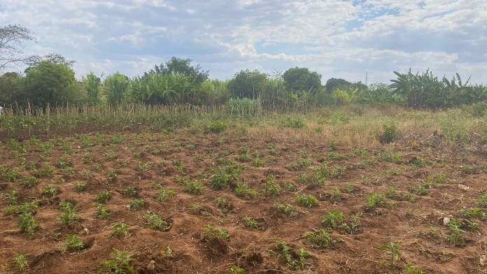 Cultivated field in Zambia