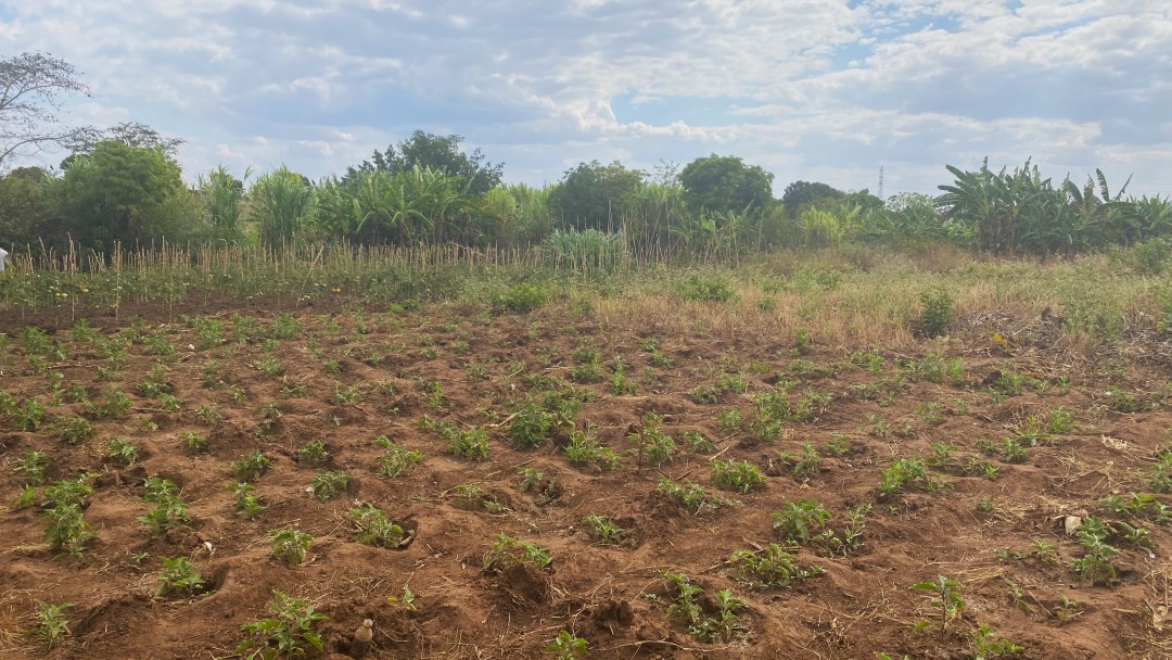 Bebautes Feld in Sambia