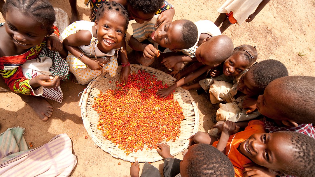 Afrikanische Kinder, die in eine große Schüssel mit Kakaobohnen greifen. Einige sehen glücklich in die Kamera.