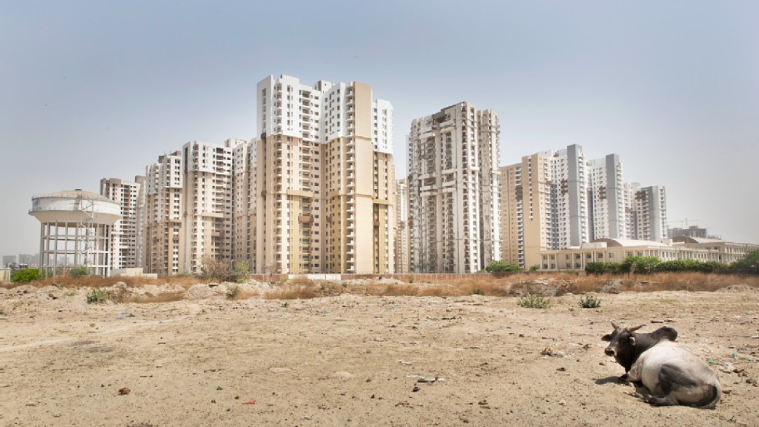 A cow lies in the dusty ground in front of skyscrapers