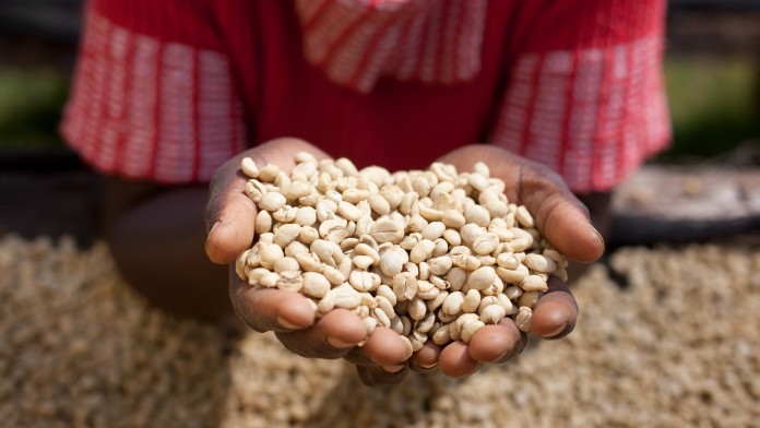Zwei Hände halten Kaffeebohnen