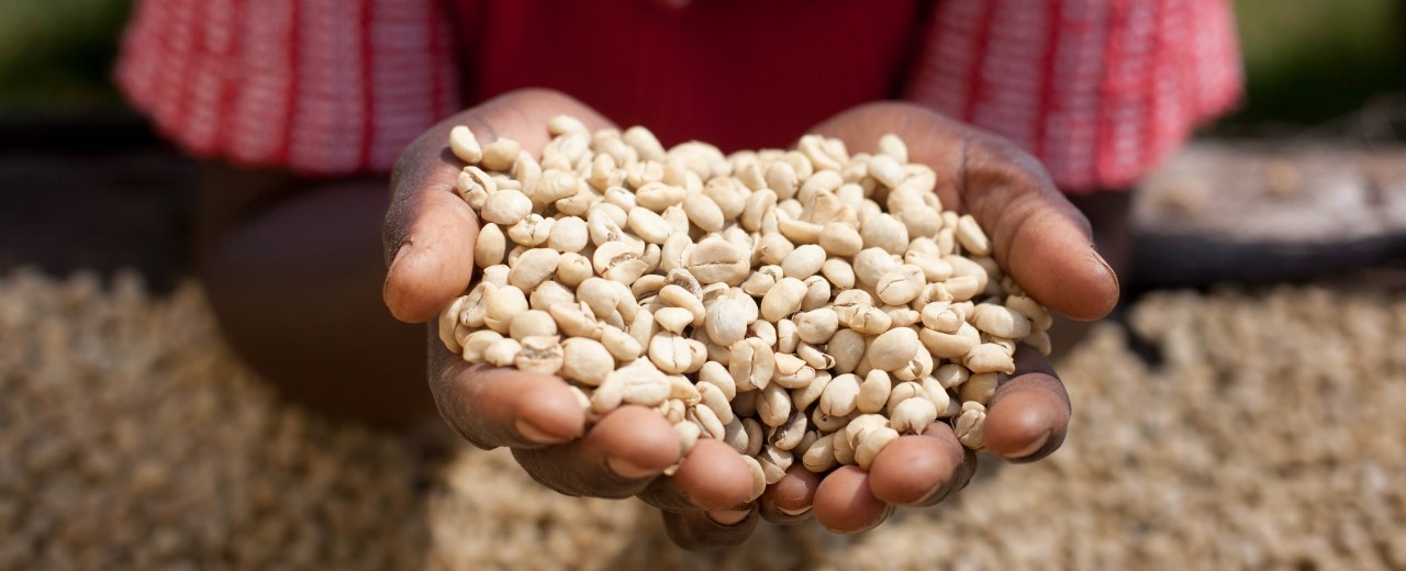 Zwei Hände halten Kaffeebohnen