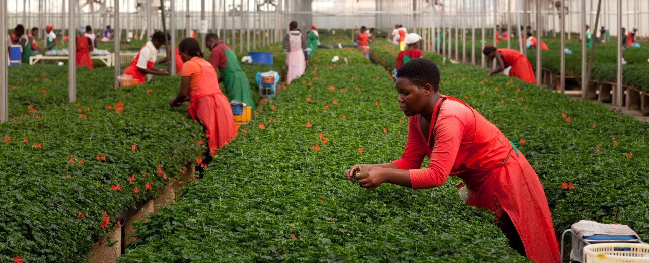 Menschen arbeiten mit Pflanzen in einer Gärtnerei