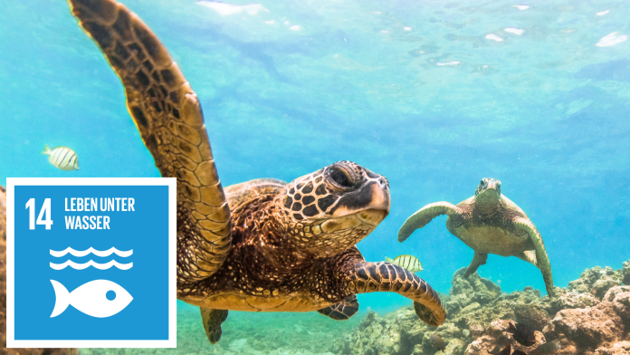 Wasserschlidkröten schwimmen im Meer, daneben: SDG 14-Icon: Leben unter Wasser
