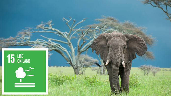 An elephant in front of a tree, next to that the SDG 15 icon: Life on land