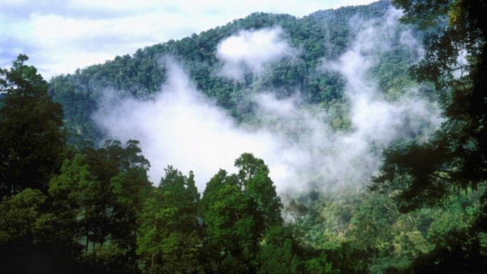 Nebel im Regenwald