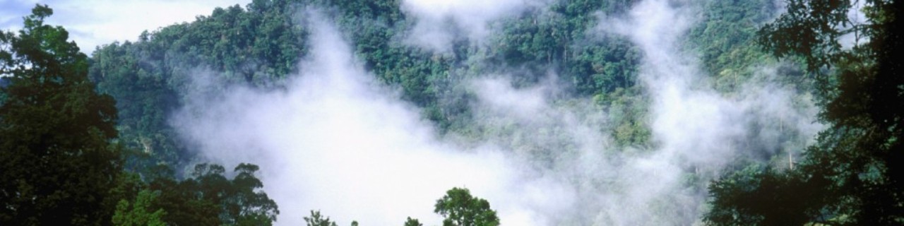 Fog in a rain forest