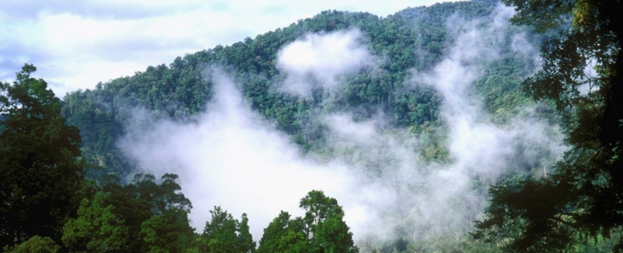 Fog in the rain forest