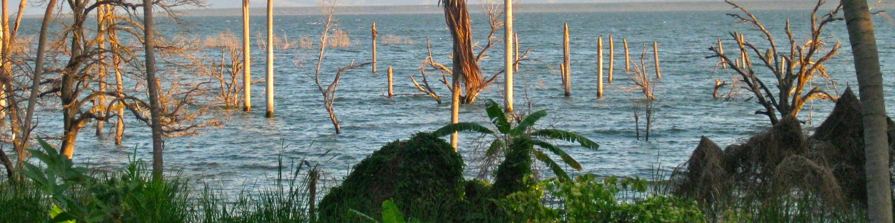 Bobab trees in Senegal