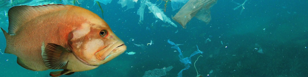 Plastic Ocean