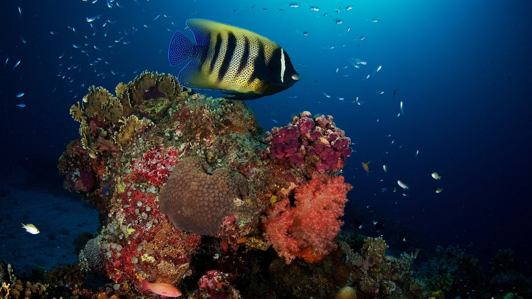 Sechsbinden-Kaiserfisch, aufgenommen vor der Küste der Philippinen.